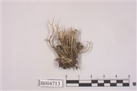 藏品(分枝石蕊)的圖片